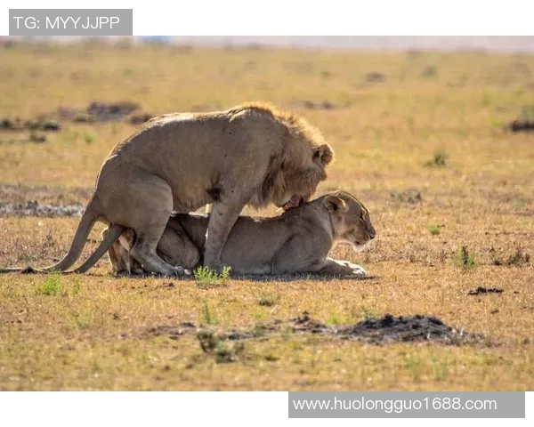 西班牙足球明星的伴侣们揭秘她们的故事与风采 西班牙足球明星的伴侣们揭秘她们的故事与风采